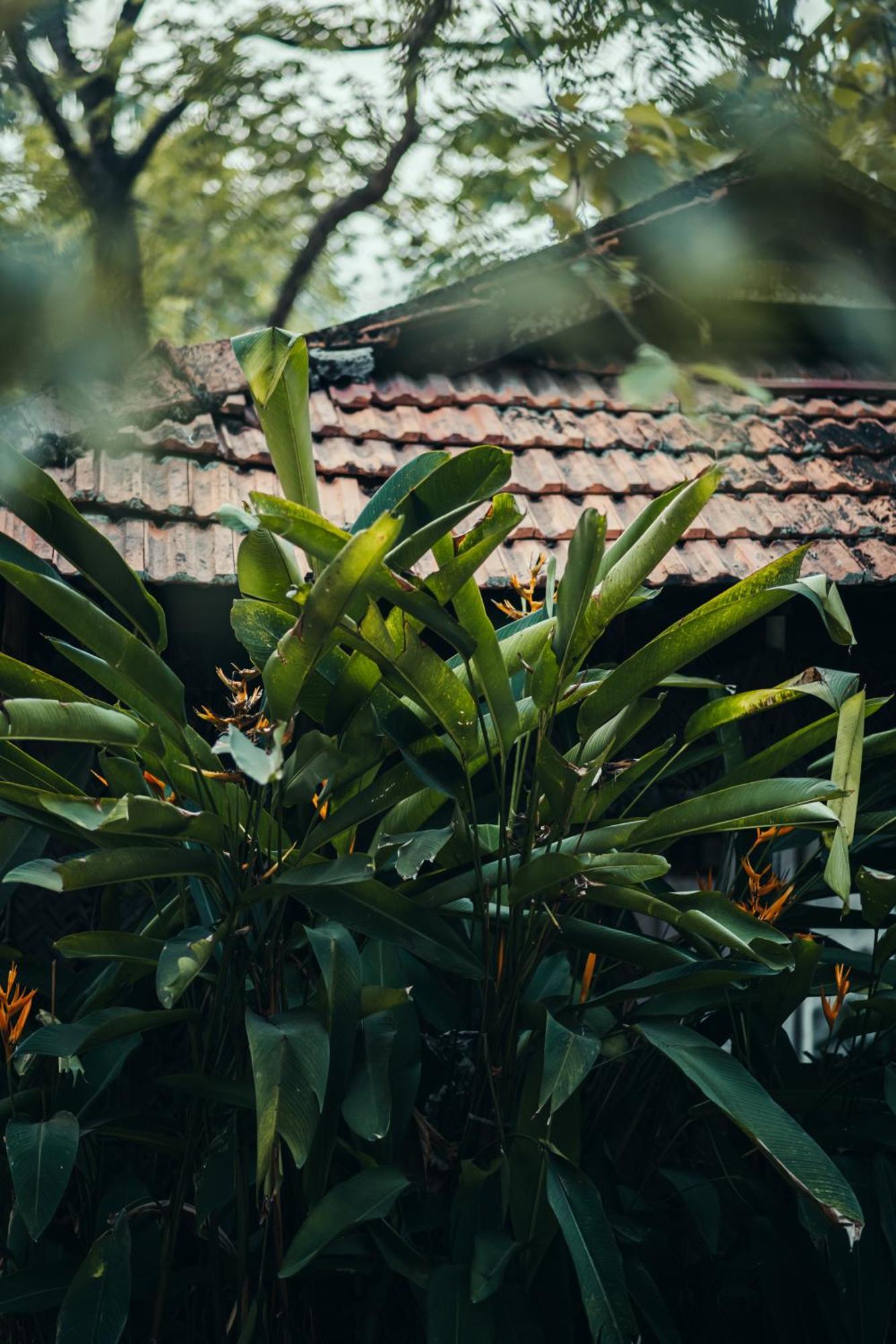 Paddlecult Surf Retreat Bed and Breakfast Varkala Eksteriør billede